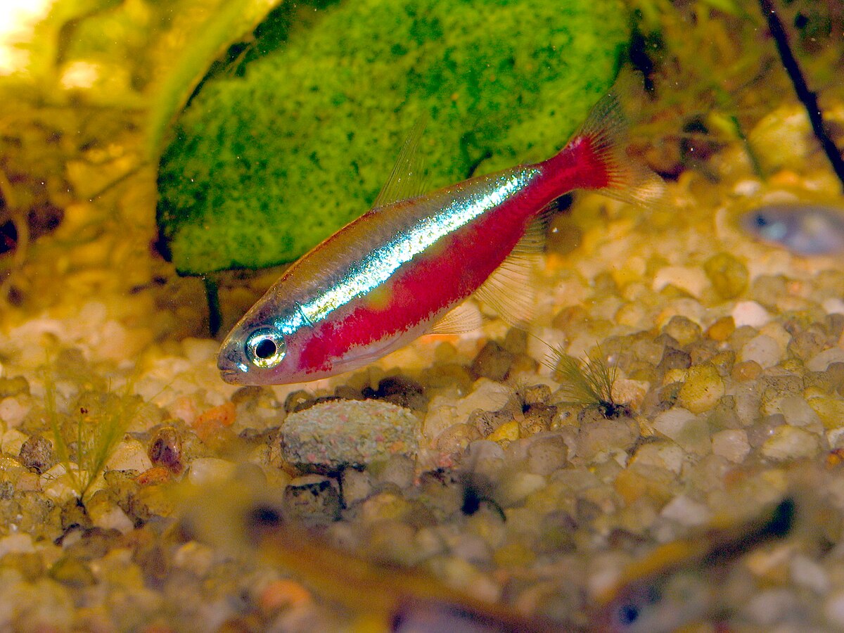 Paracheirodon cardinalis.JPG