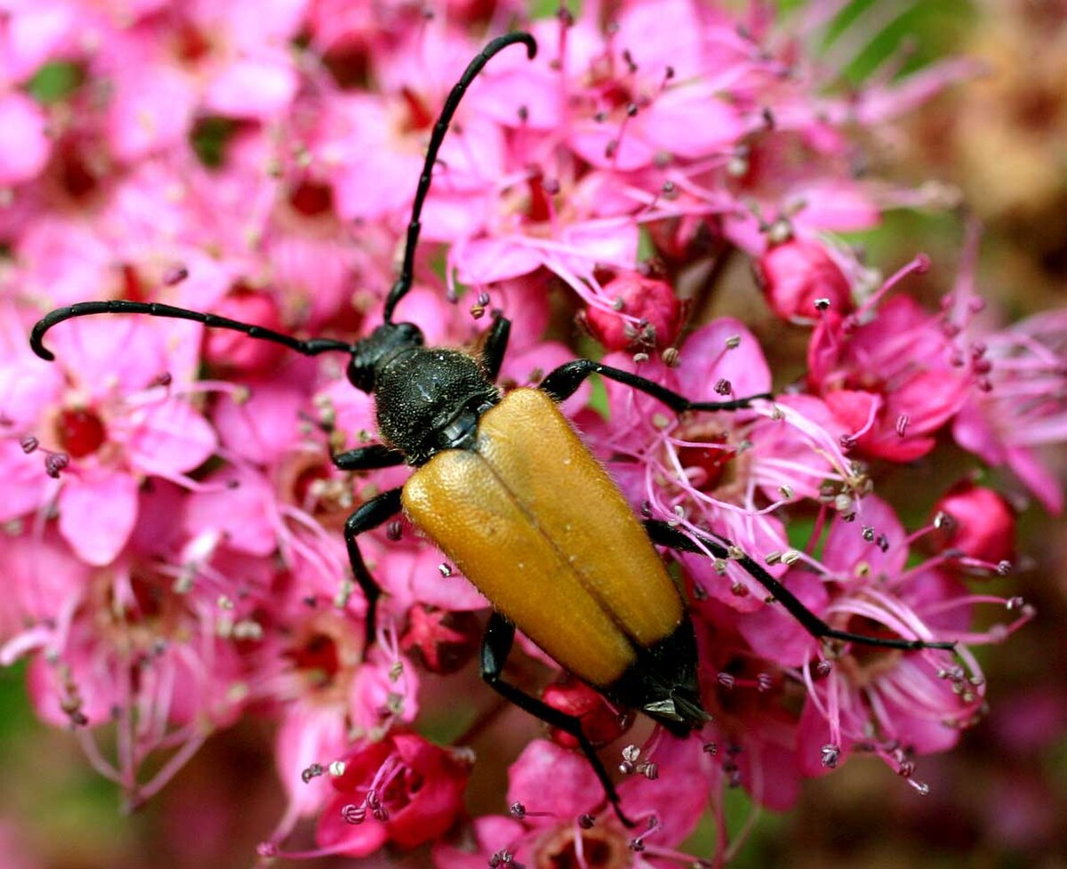 Paracorymbia