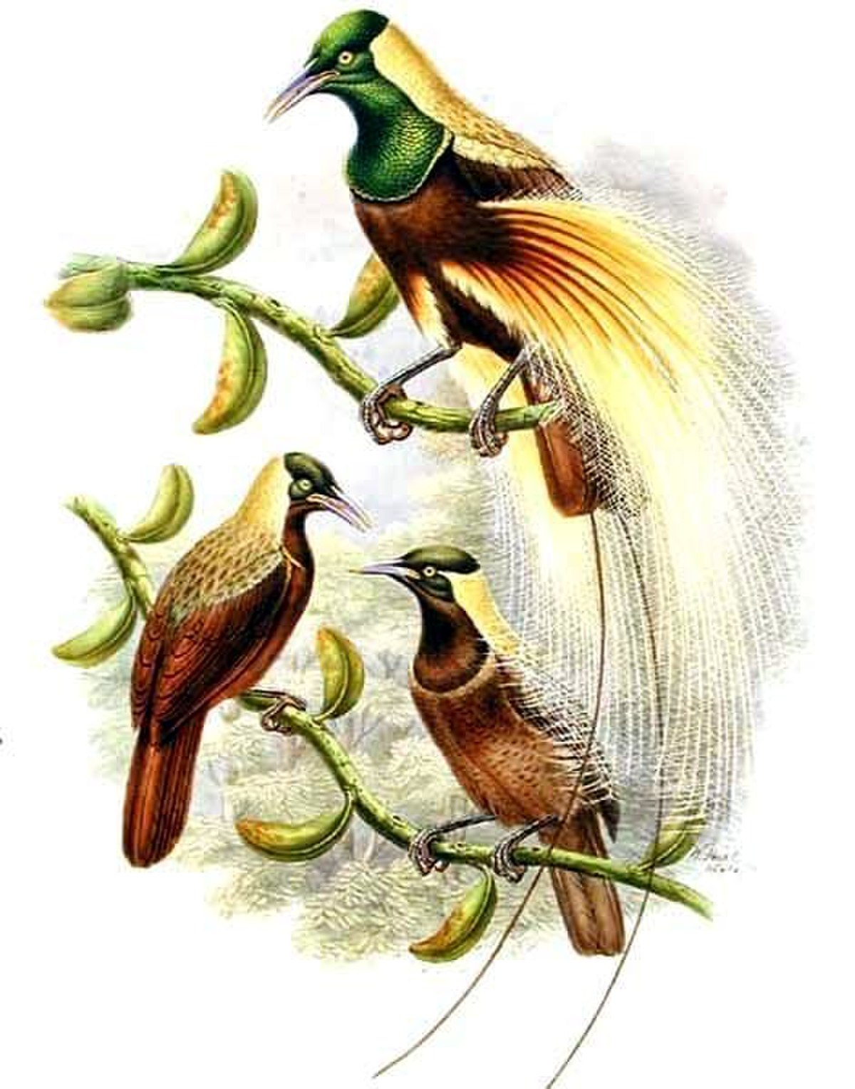 Paradisier de Guillaume
