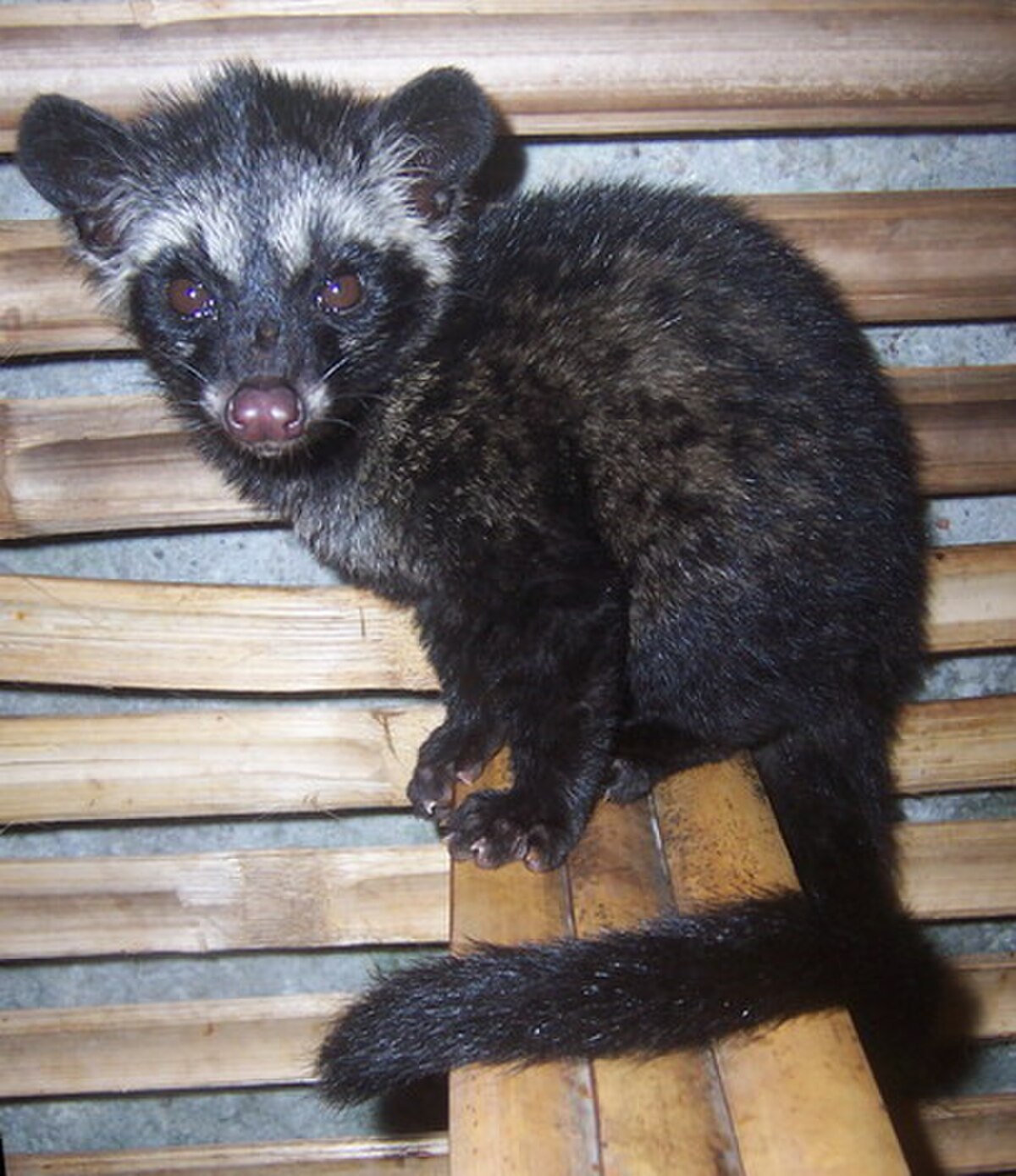 Paradoxurus