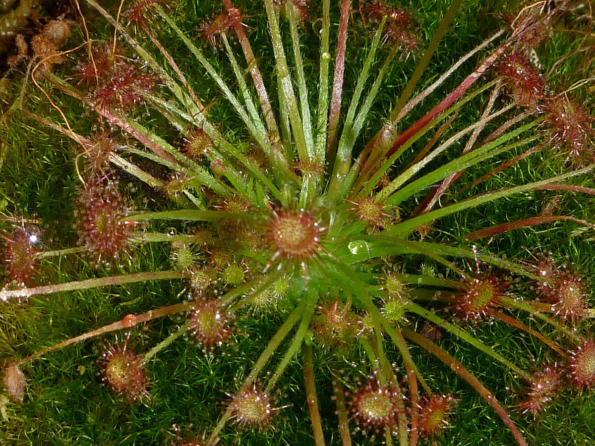 Drosera paradoxa