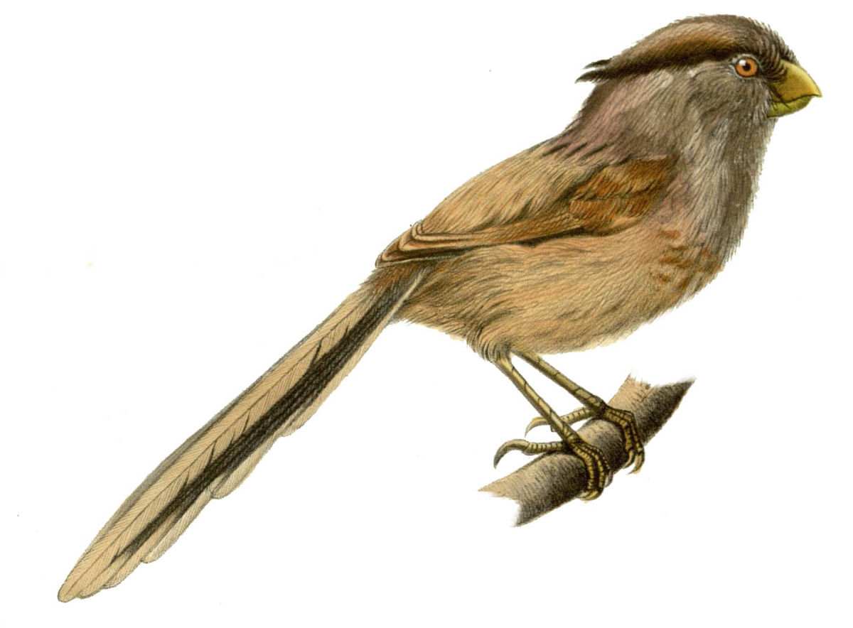Paradoxornis du Yangtsé