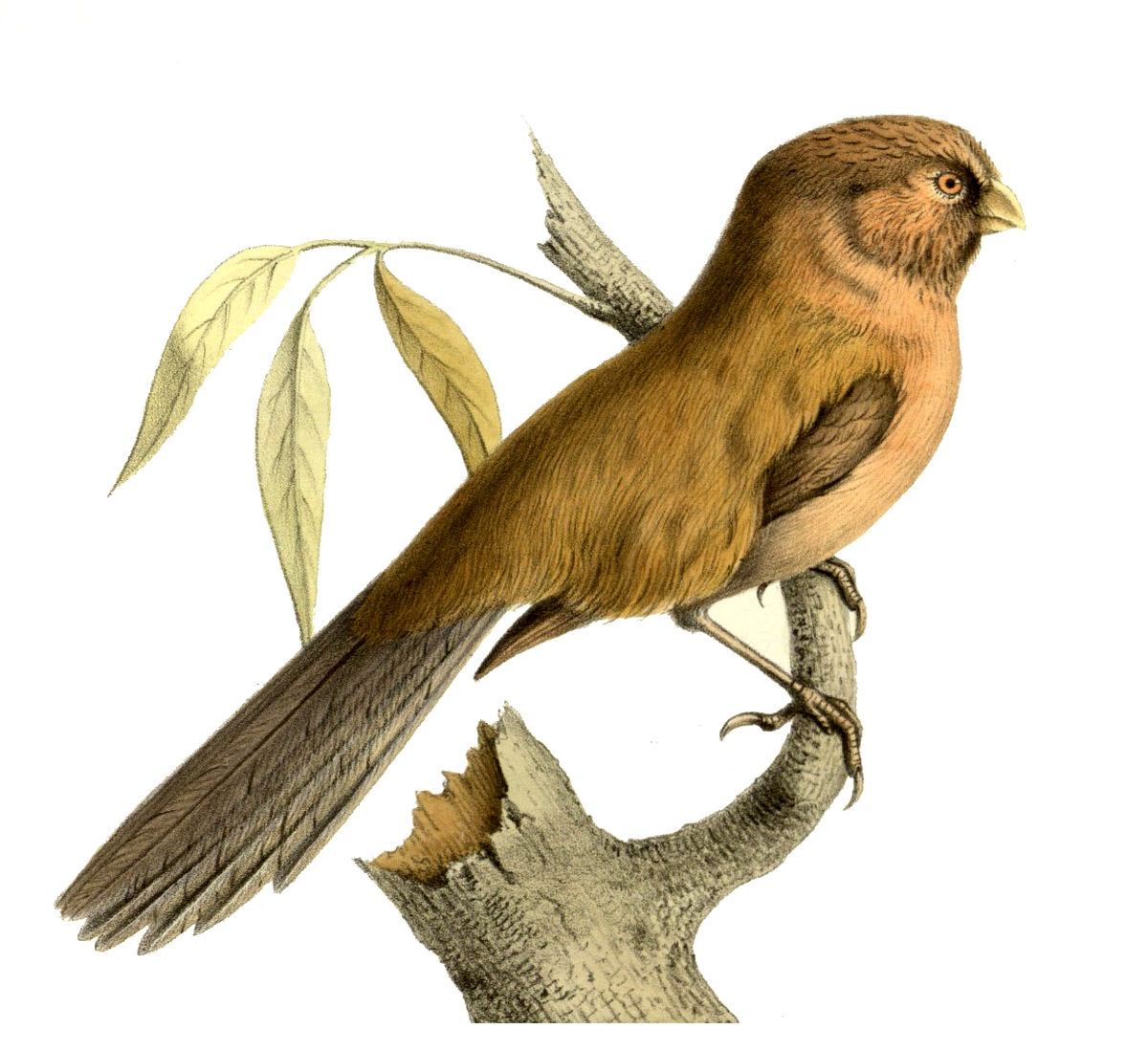 Paradoxornis unicolore
