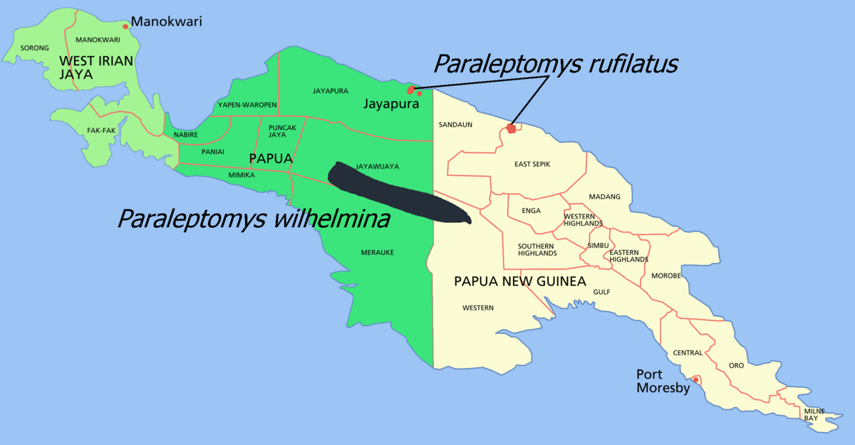Paraleptomys