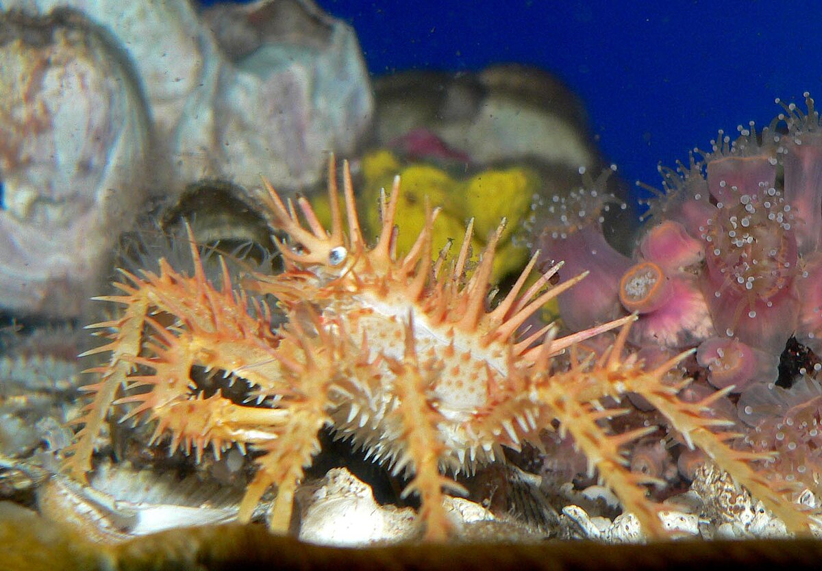 Paralithodes