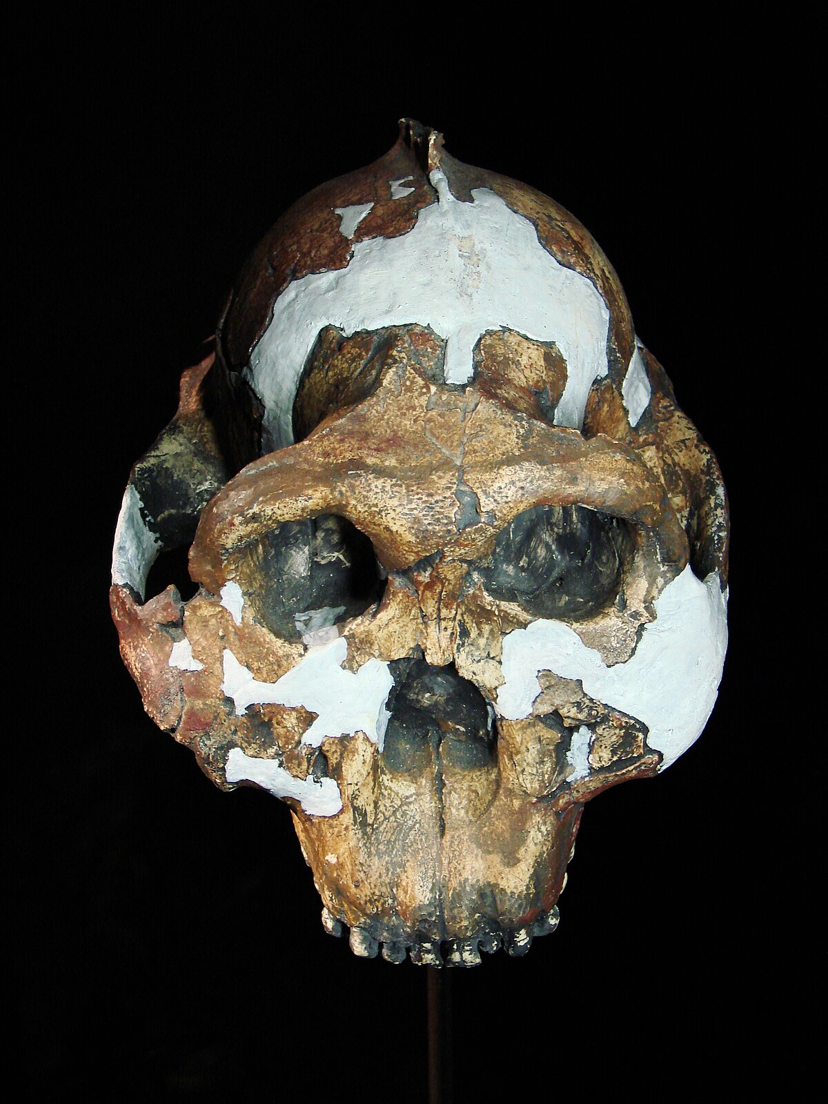 Paranthropus boisei (University of Zurich).JPG
