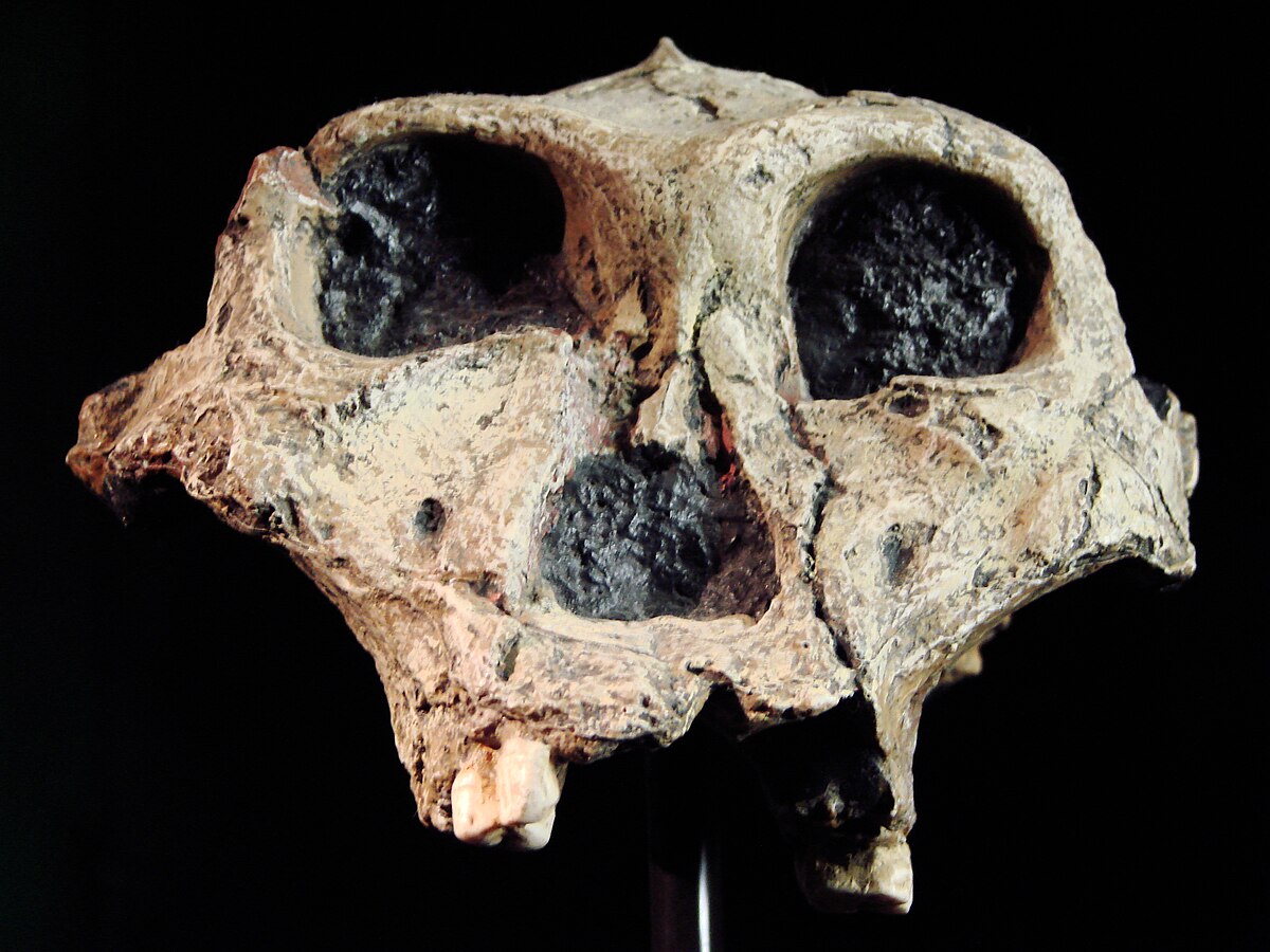 Paranthropus robustus