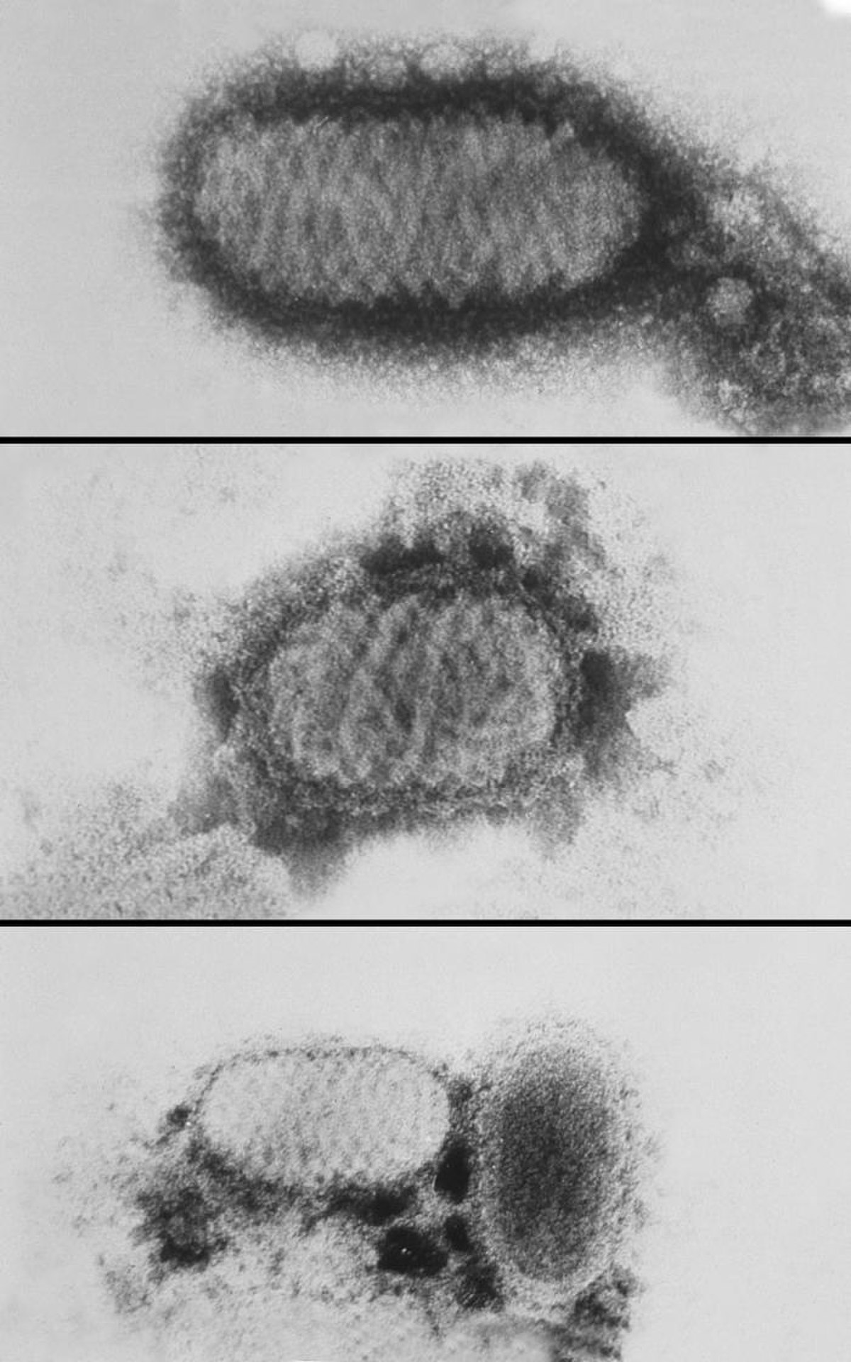Parapoxvirus