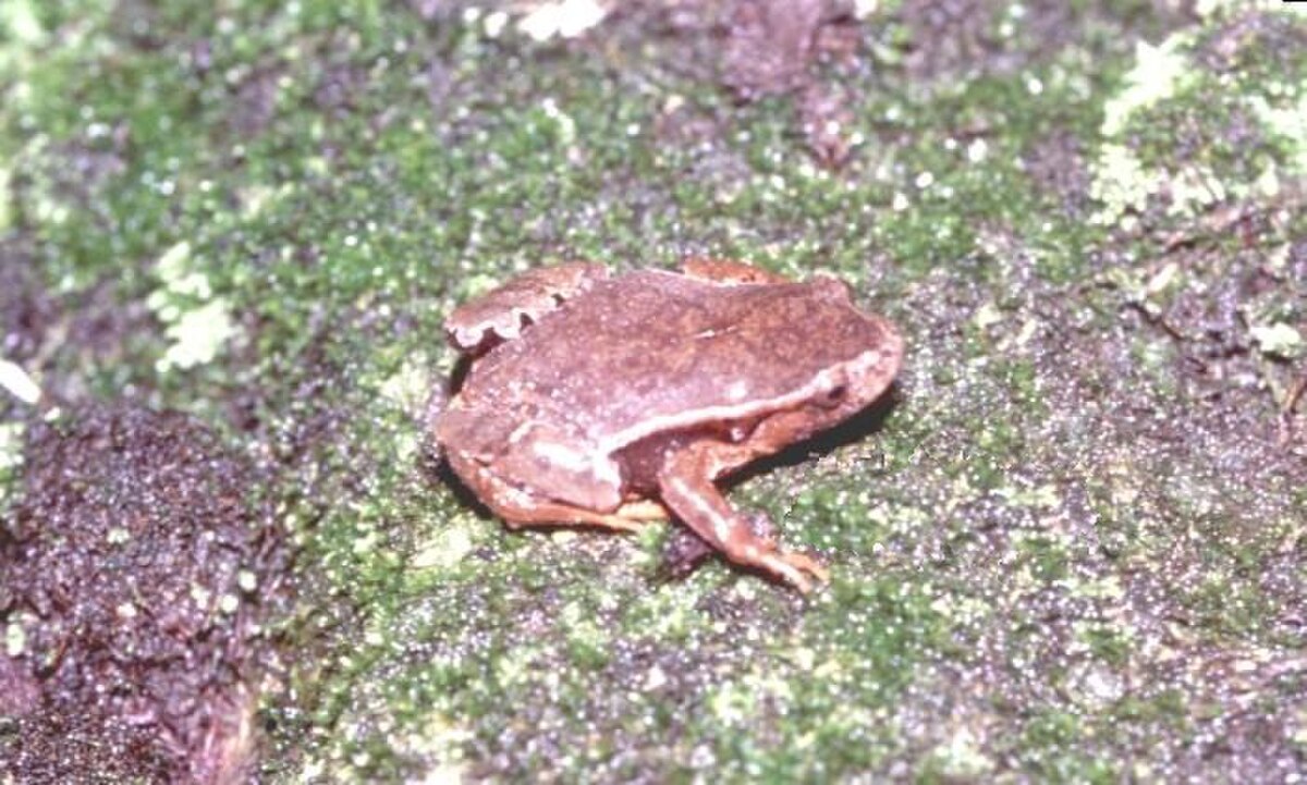 Paratelmatobius poecilogaster