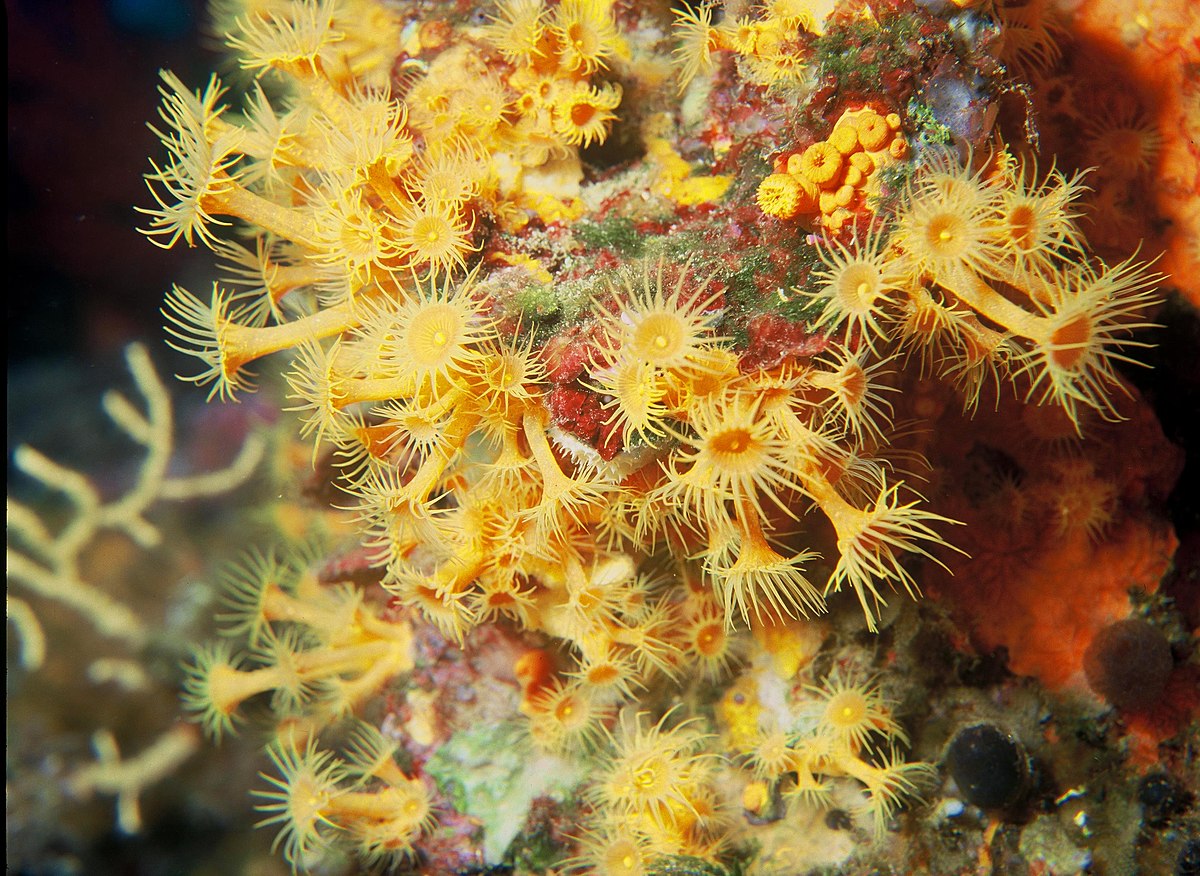 Zoanthidea