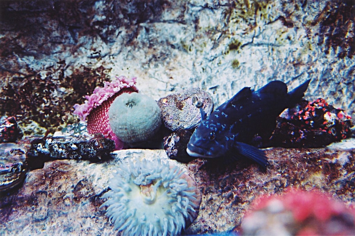 Parc aquarium du Québec - scène 01.jpg