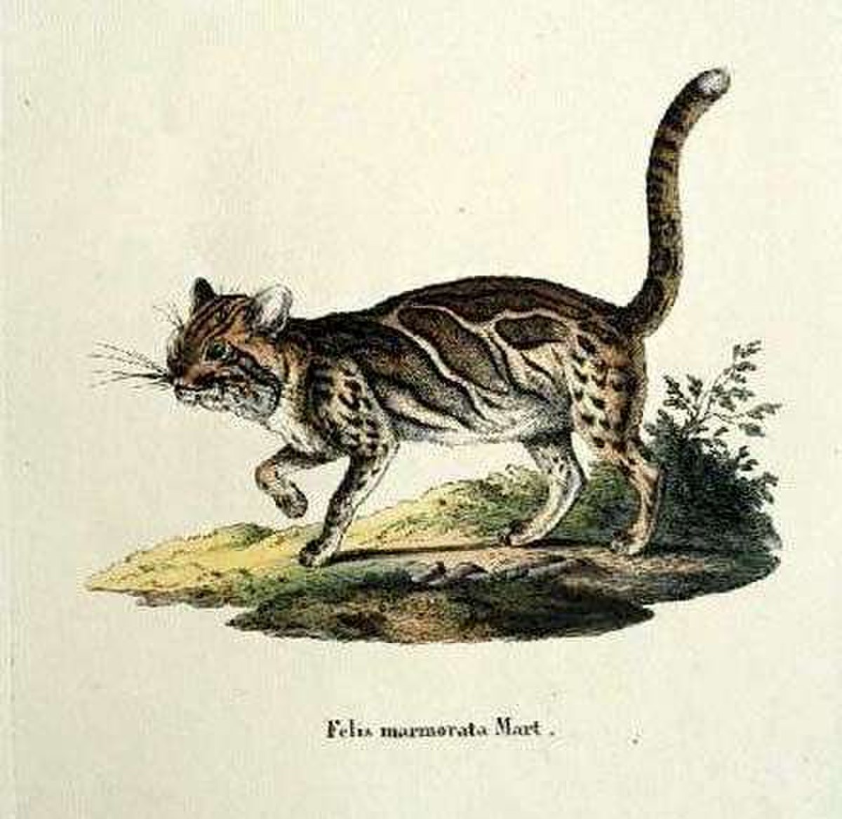 Chat marbré