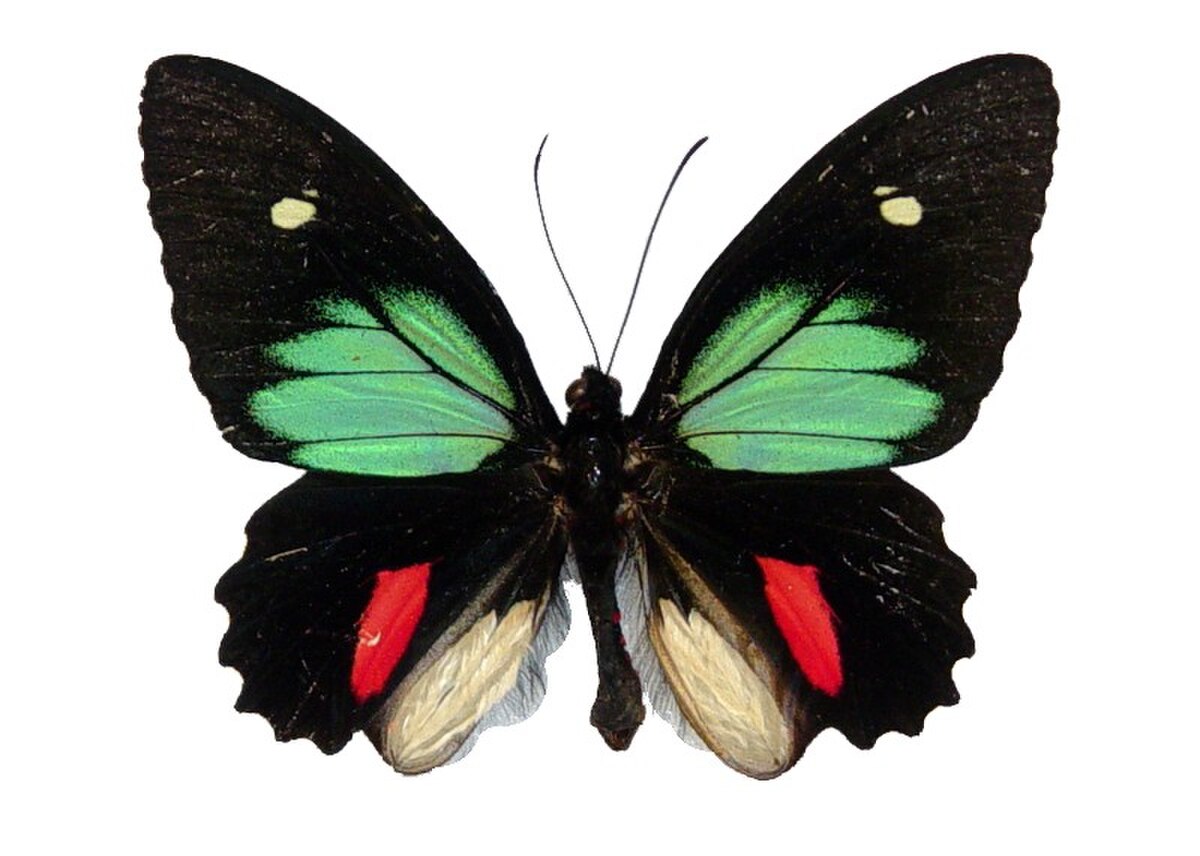 Parides