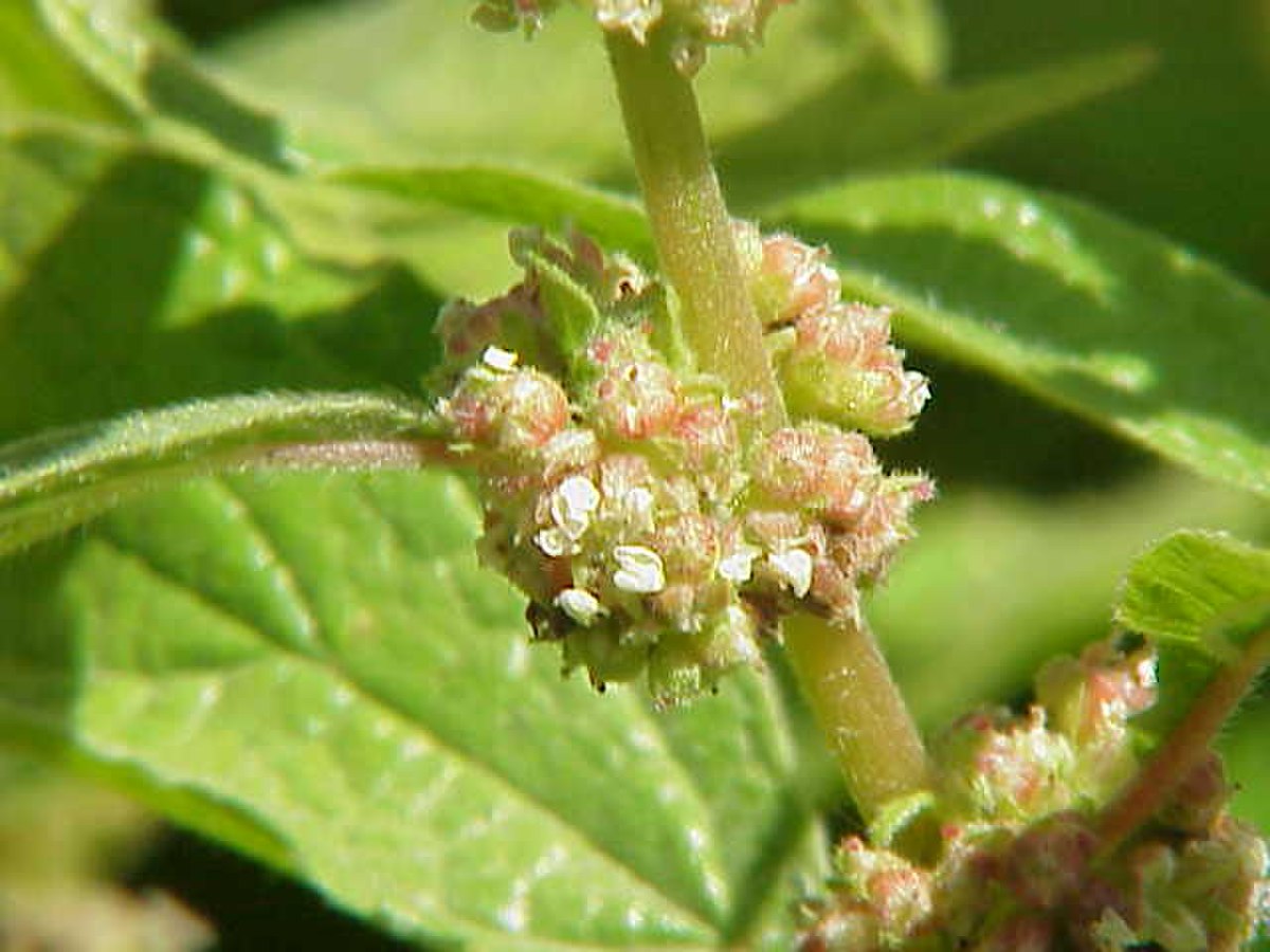 Urticaceae