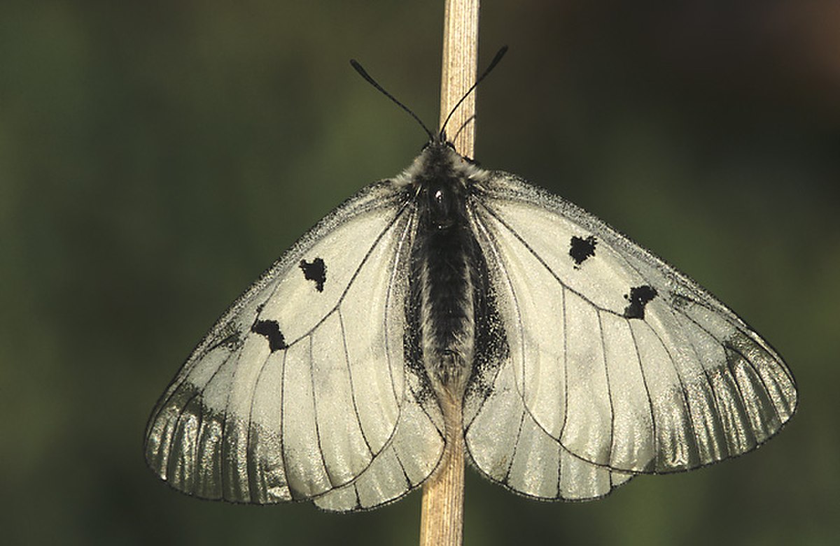 Semi-Apollon