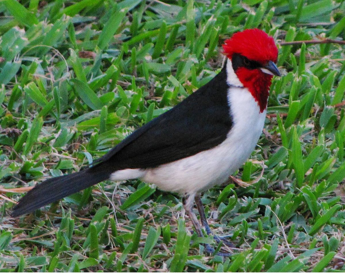 Paroare rougecap