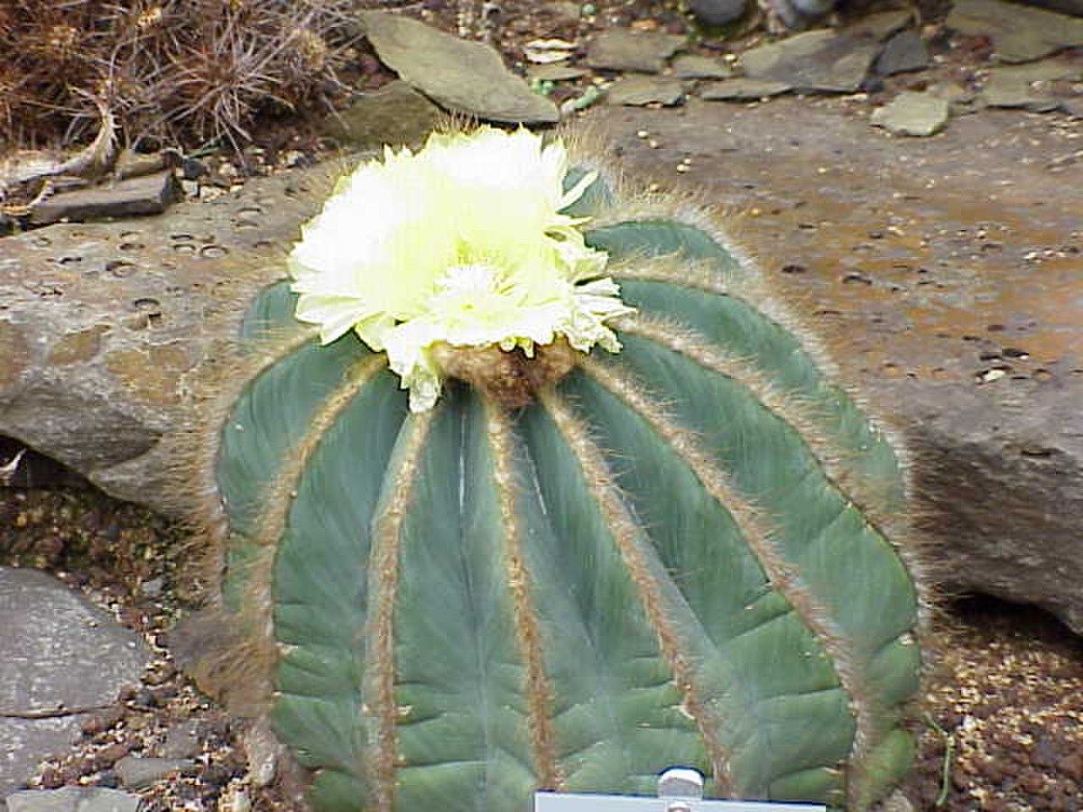 Parodia