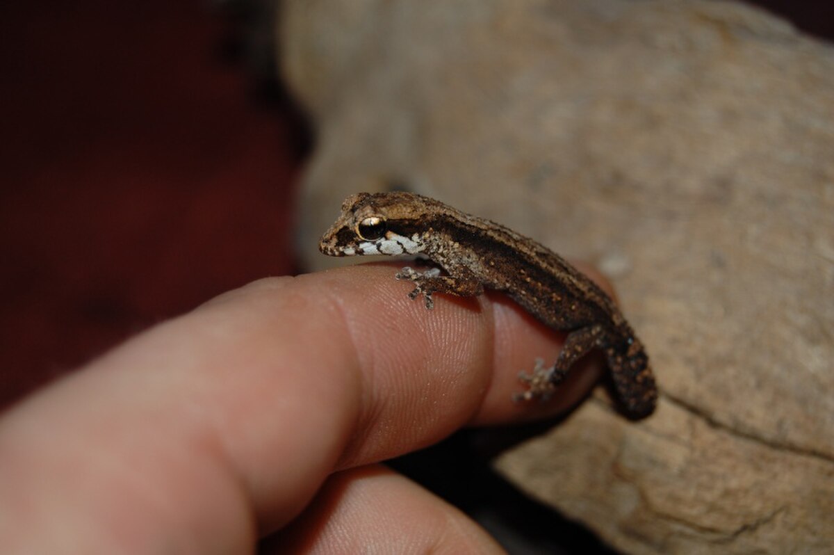 Paroedura androyensis