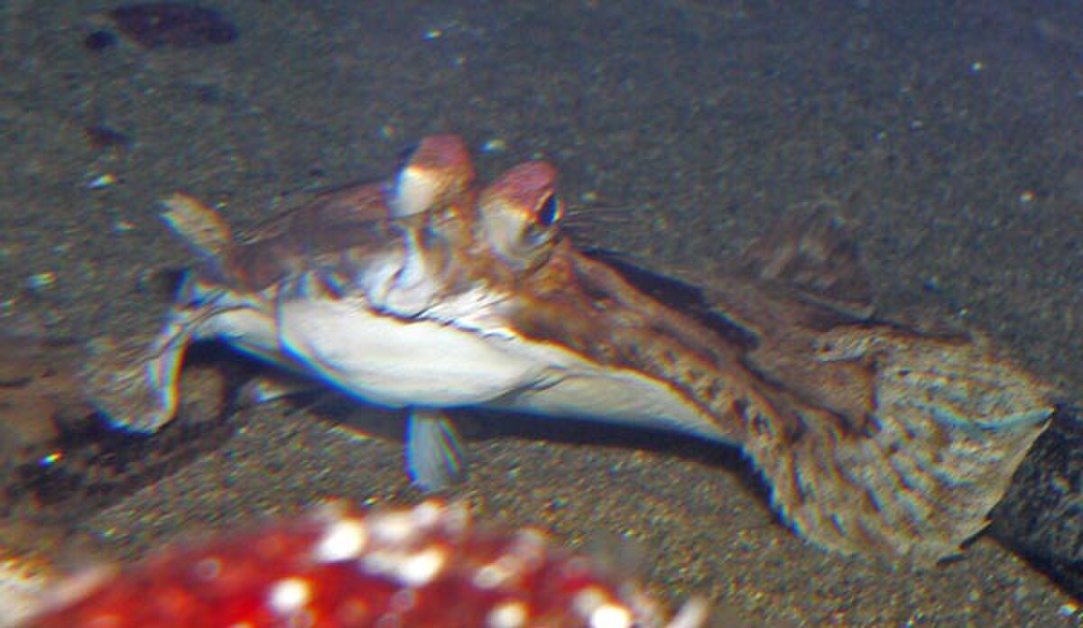Parophrys vetulus