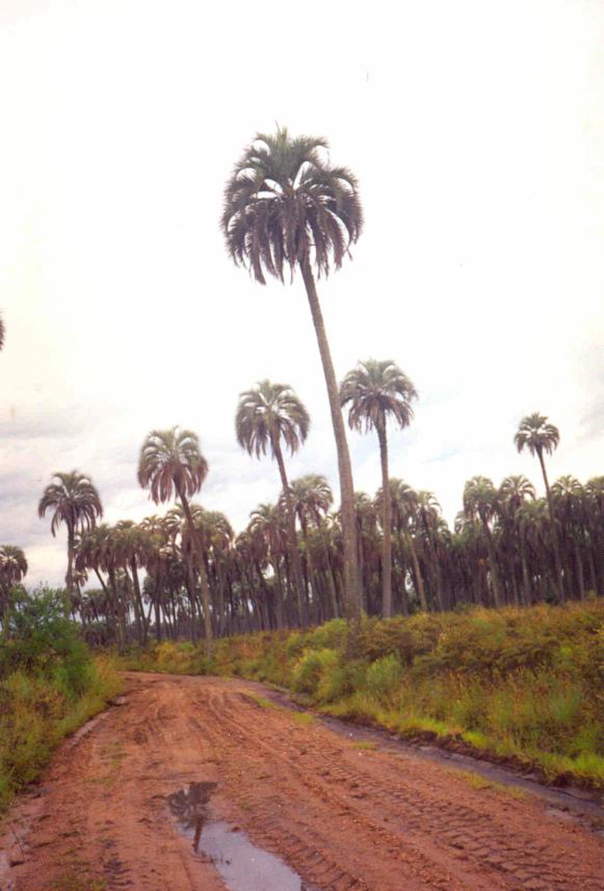 Butia