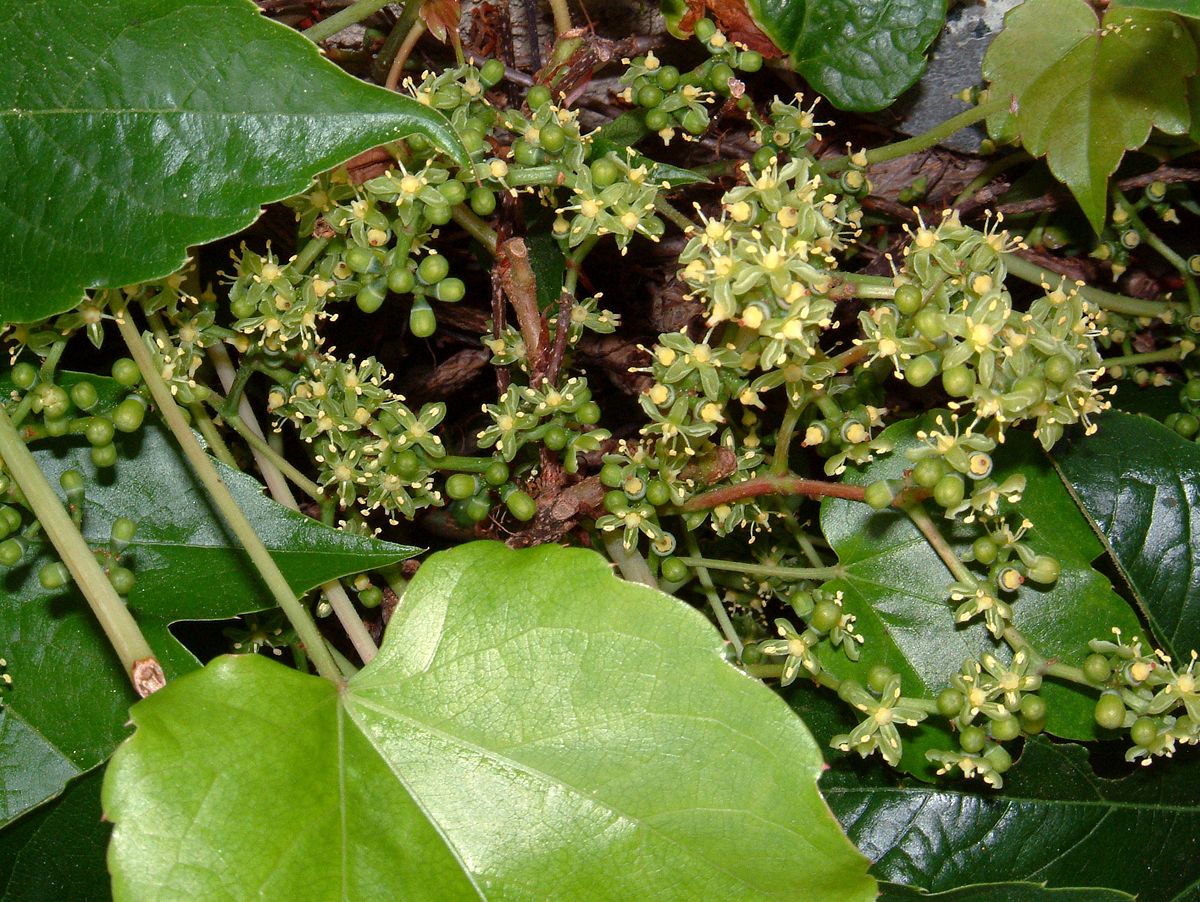 Parthenocissus tricuspidata