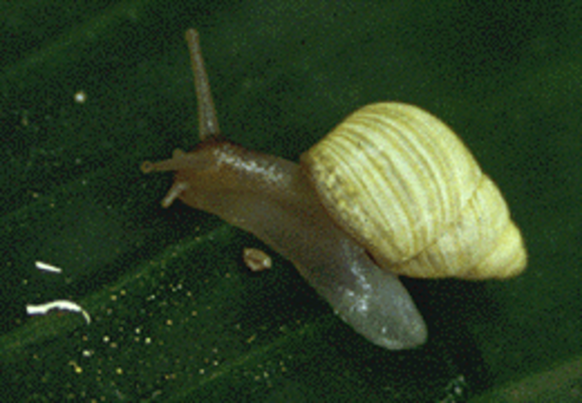 Partula (Gastéropode)