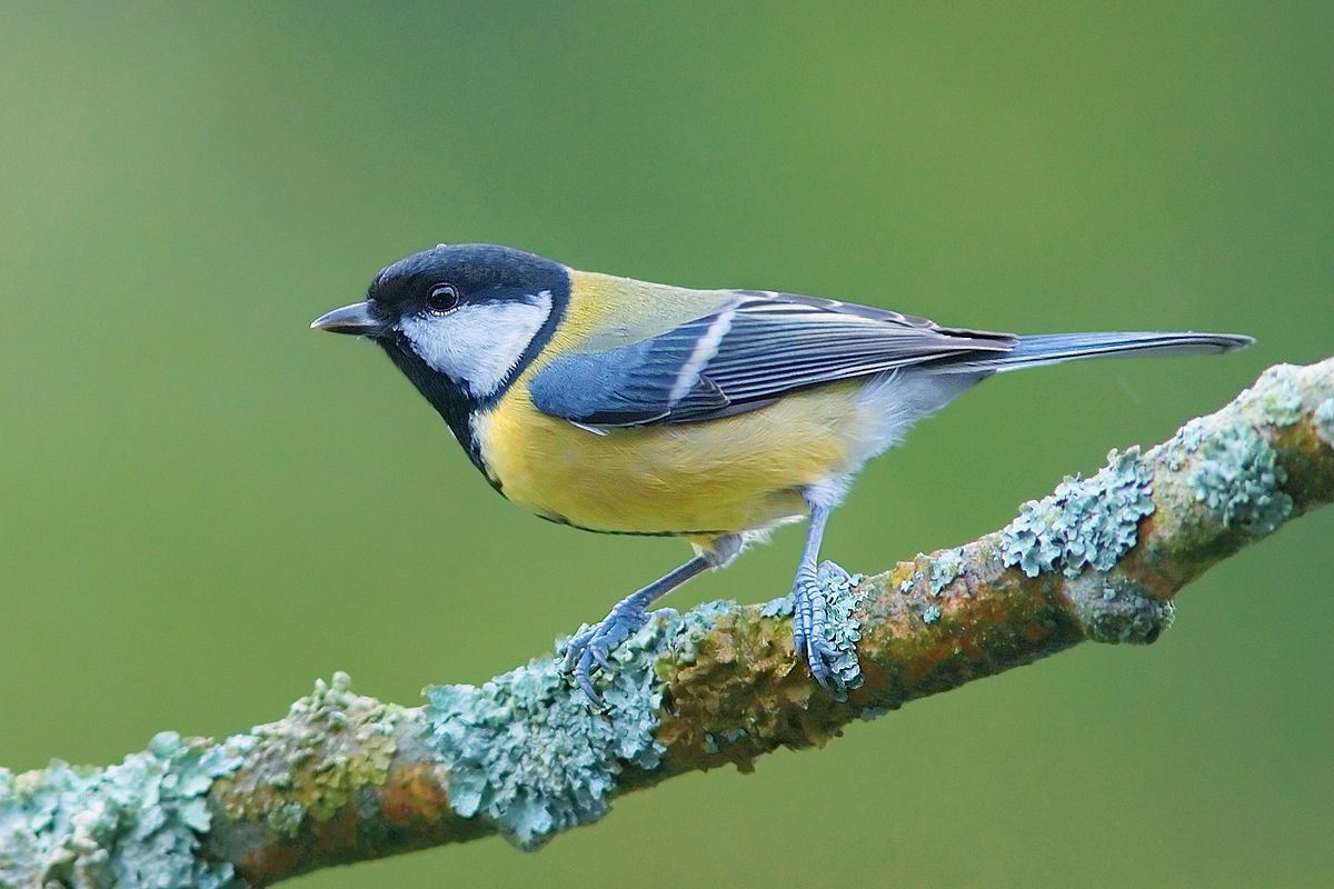 Mésange charbonnière