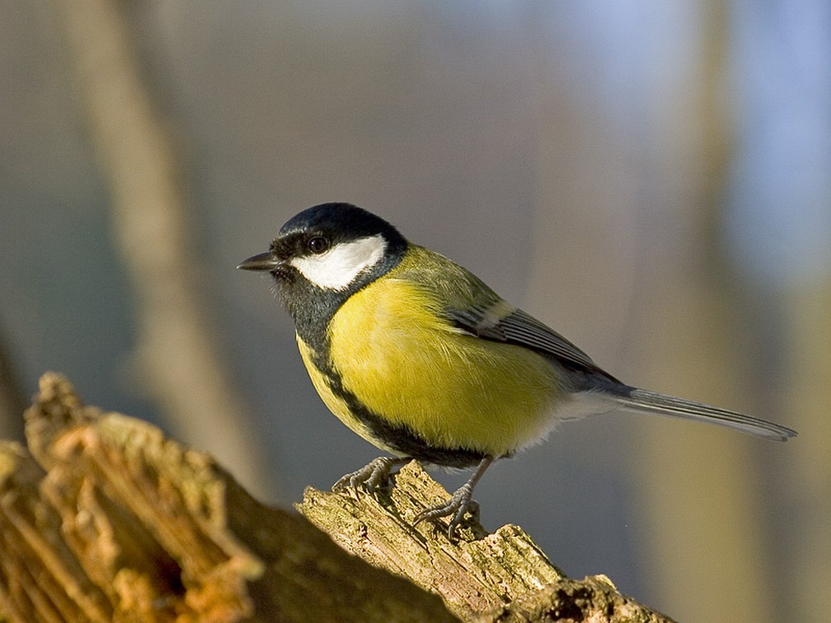Parus