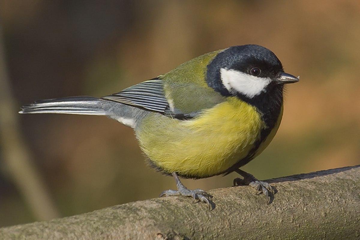 Paridae