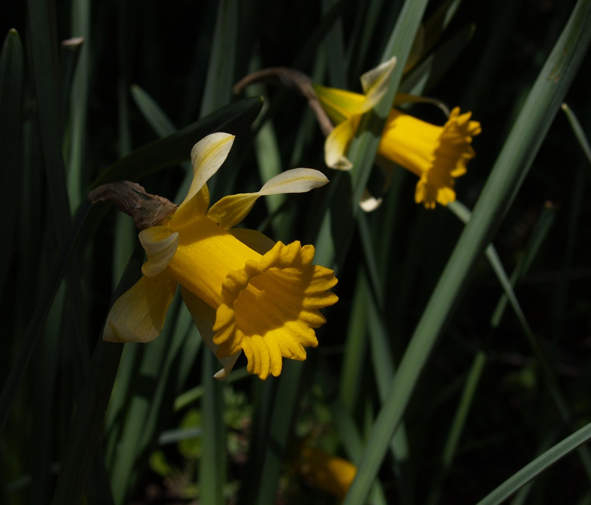 Påskelilje Narcissus pseudonarcissus.jpg