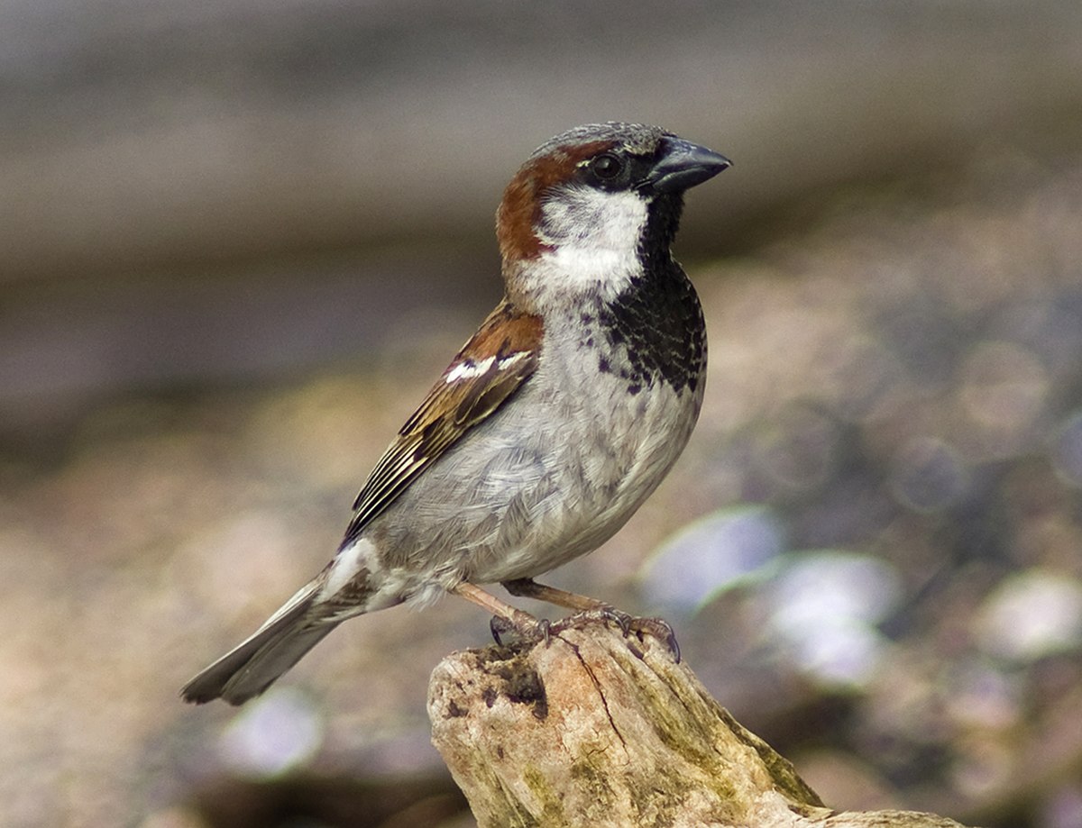 Moineau domestique mâle(Passer domesticus)