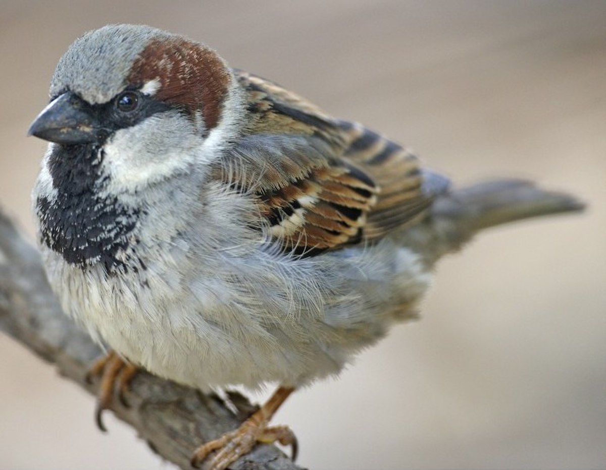 Passer domesticus male nuptial.jpg