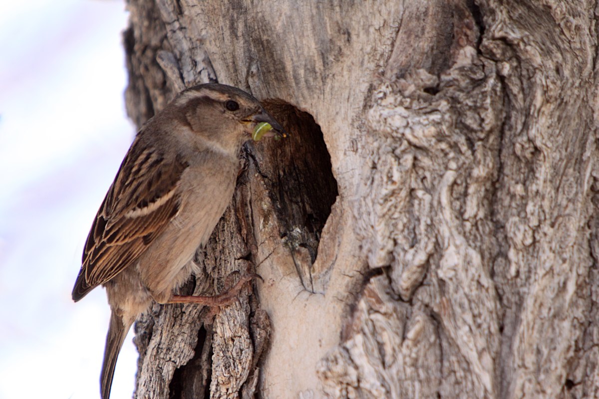Un moineau devant sont nid dans un tronc