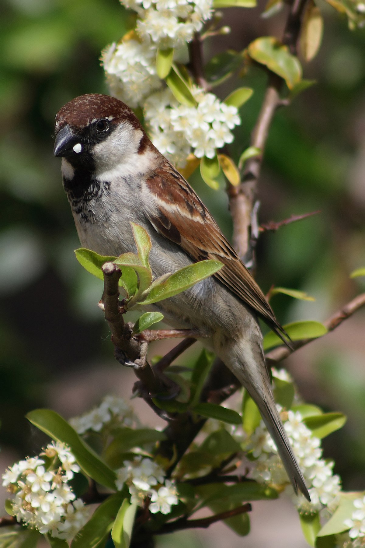 Moineau cisalpin
