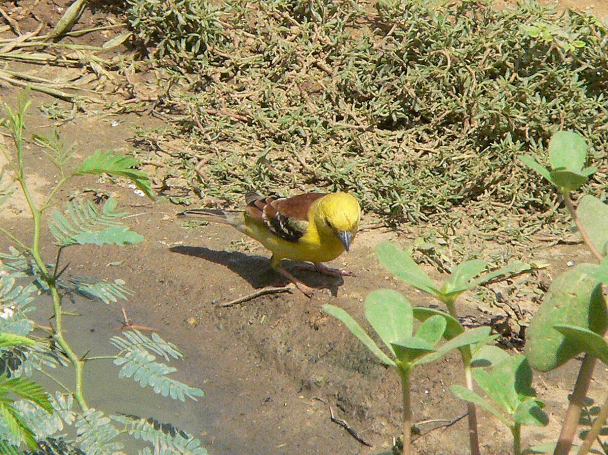 Moineau doré