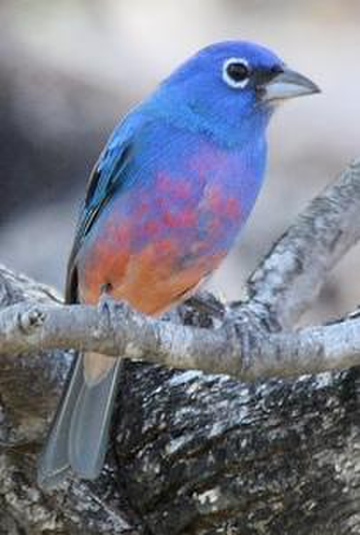 Passerina rositae 1.jpg