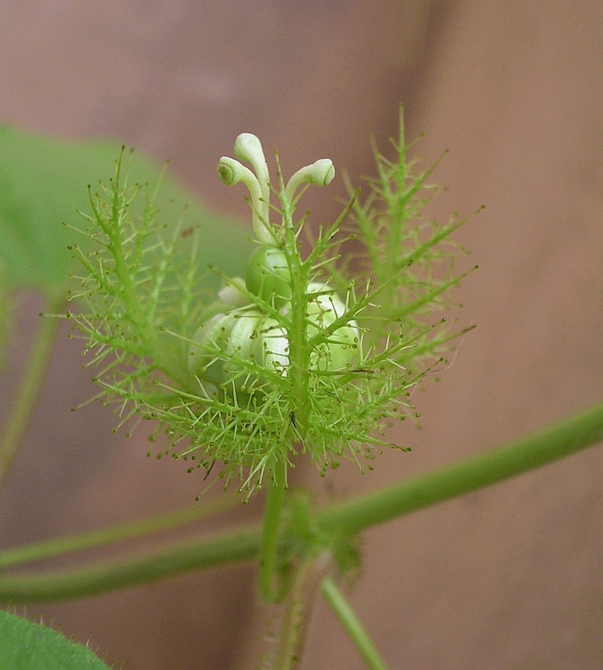 Plante protocarnivore