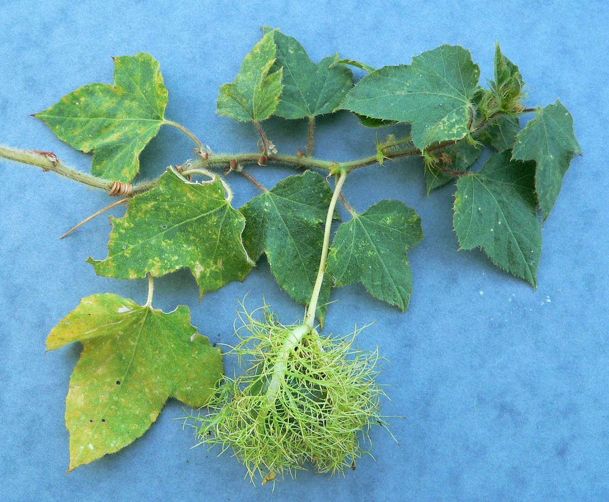 Passiflora foetida