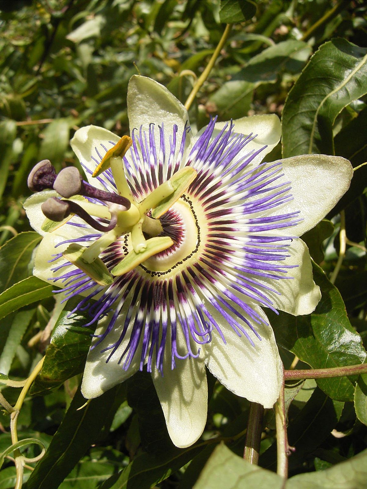 Passifloraceae