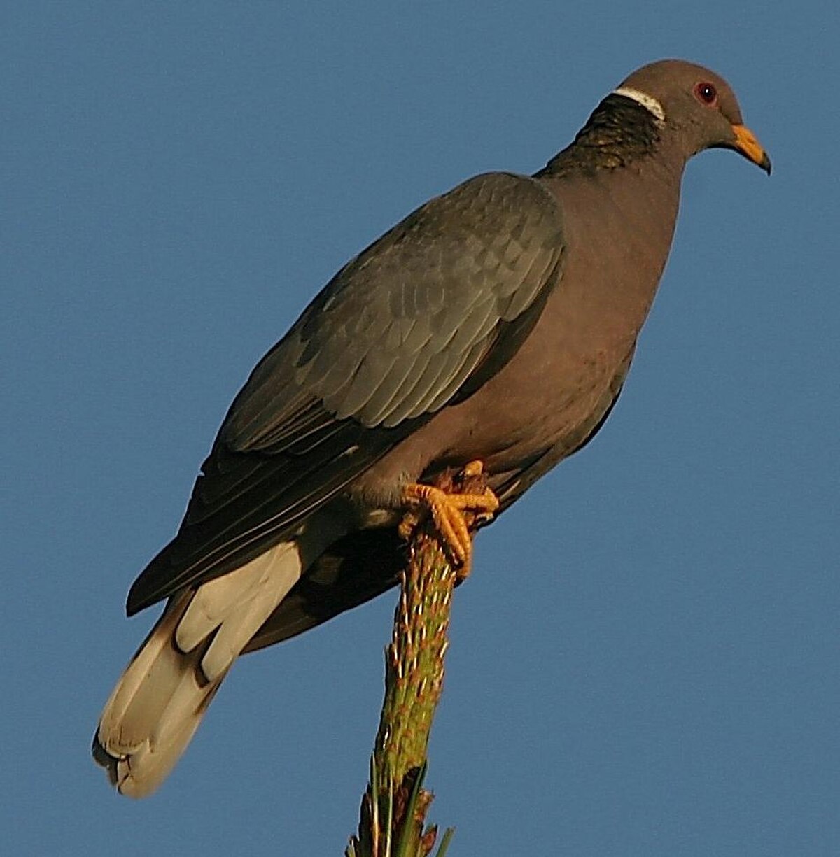 Pigeon à queue barrée