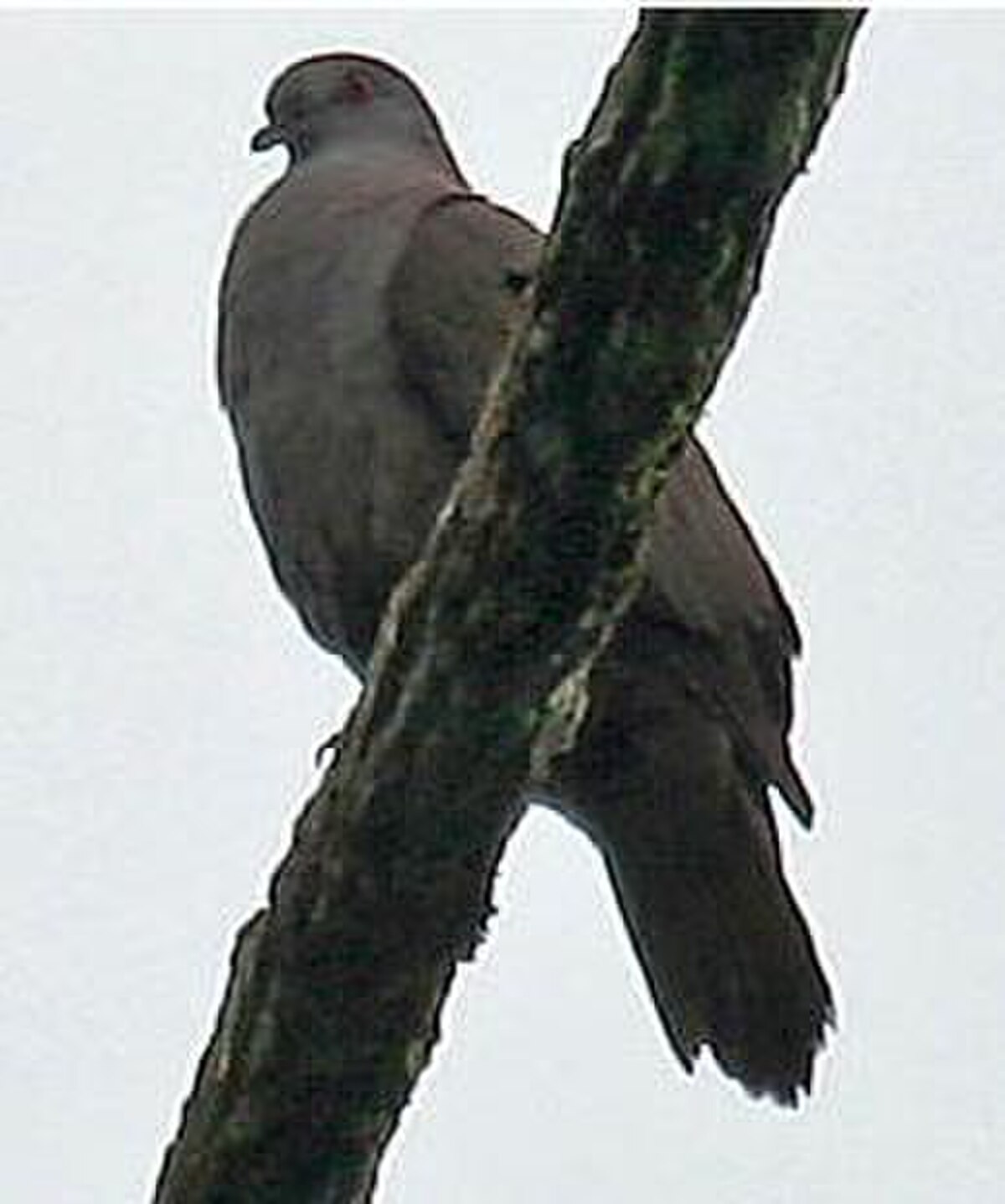 Pigeon de Goodson