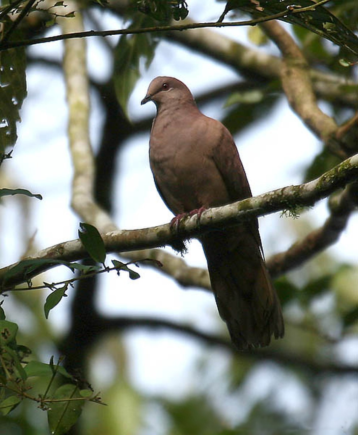 Pigeon vineux