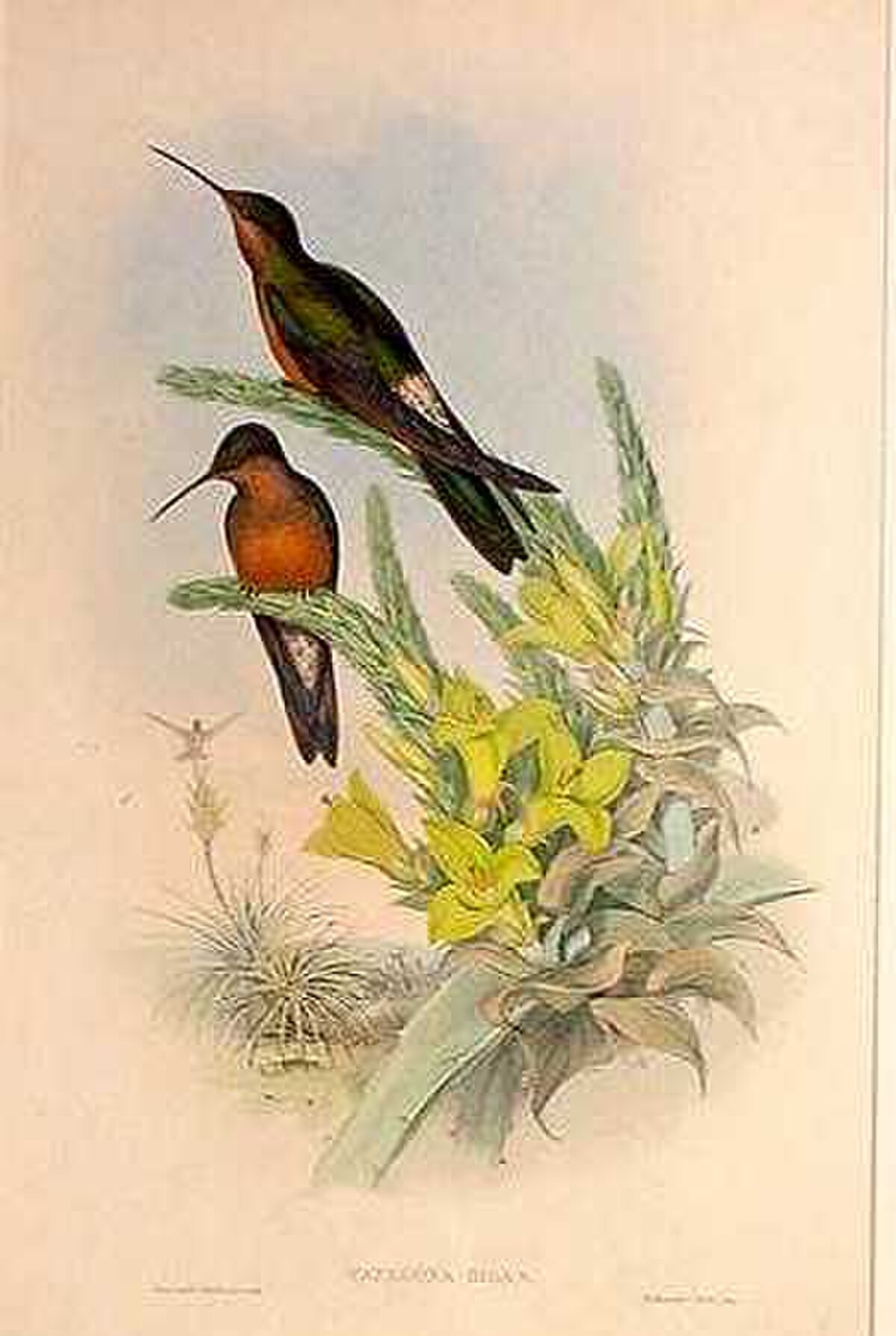 Colibri géant