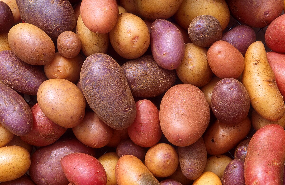 Pomme de terre