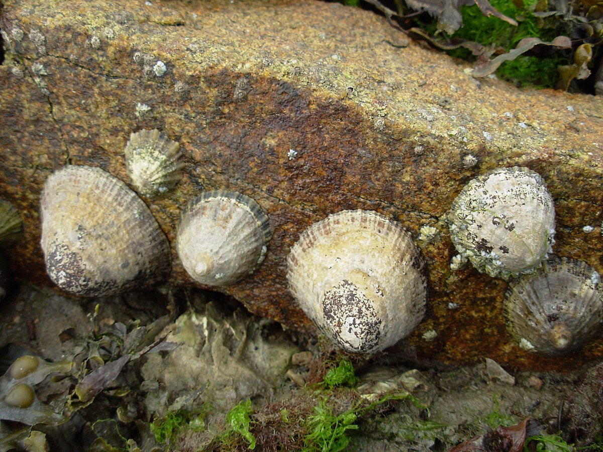 Patella vulgata