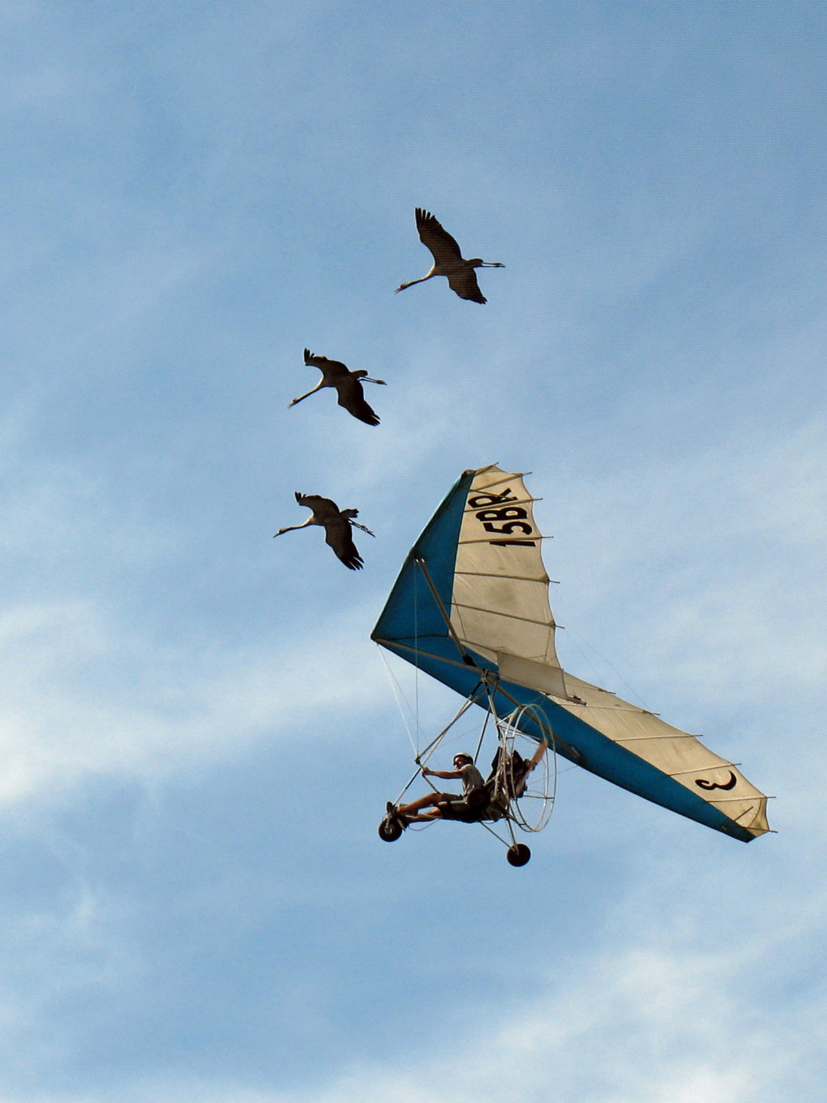 Patrouille grues.jpg
