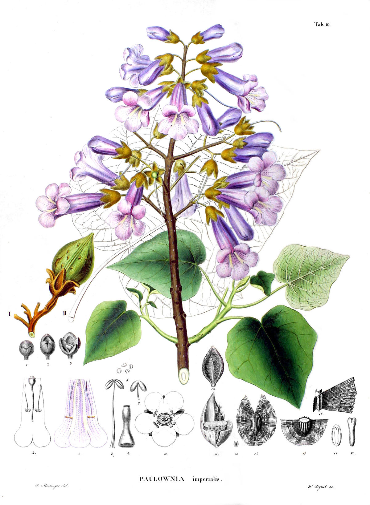 Paulownia