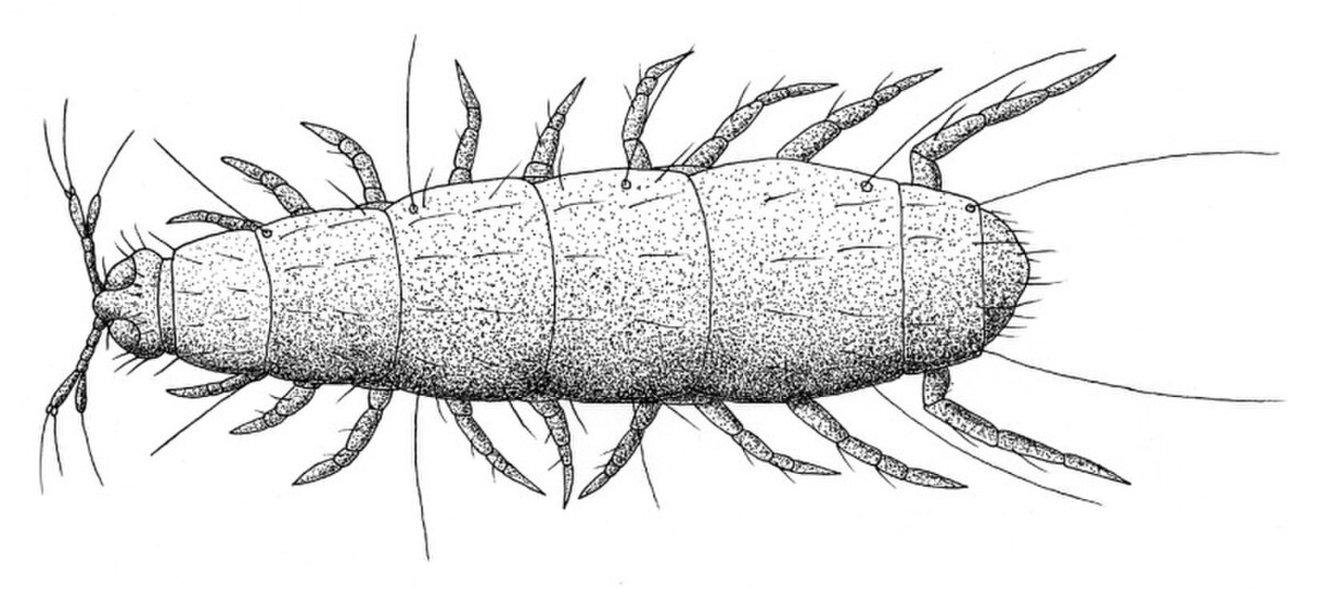 Pauropoda