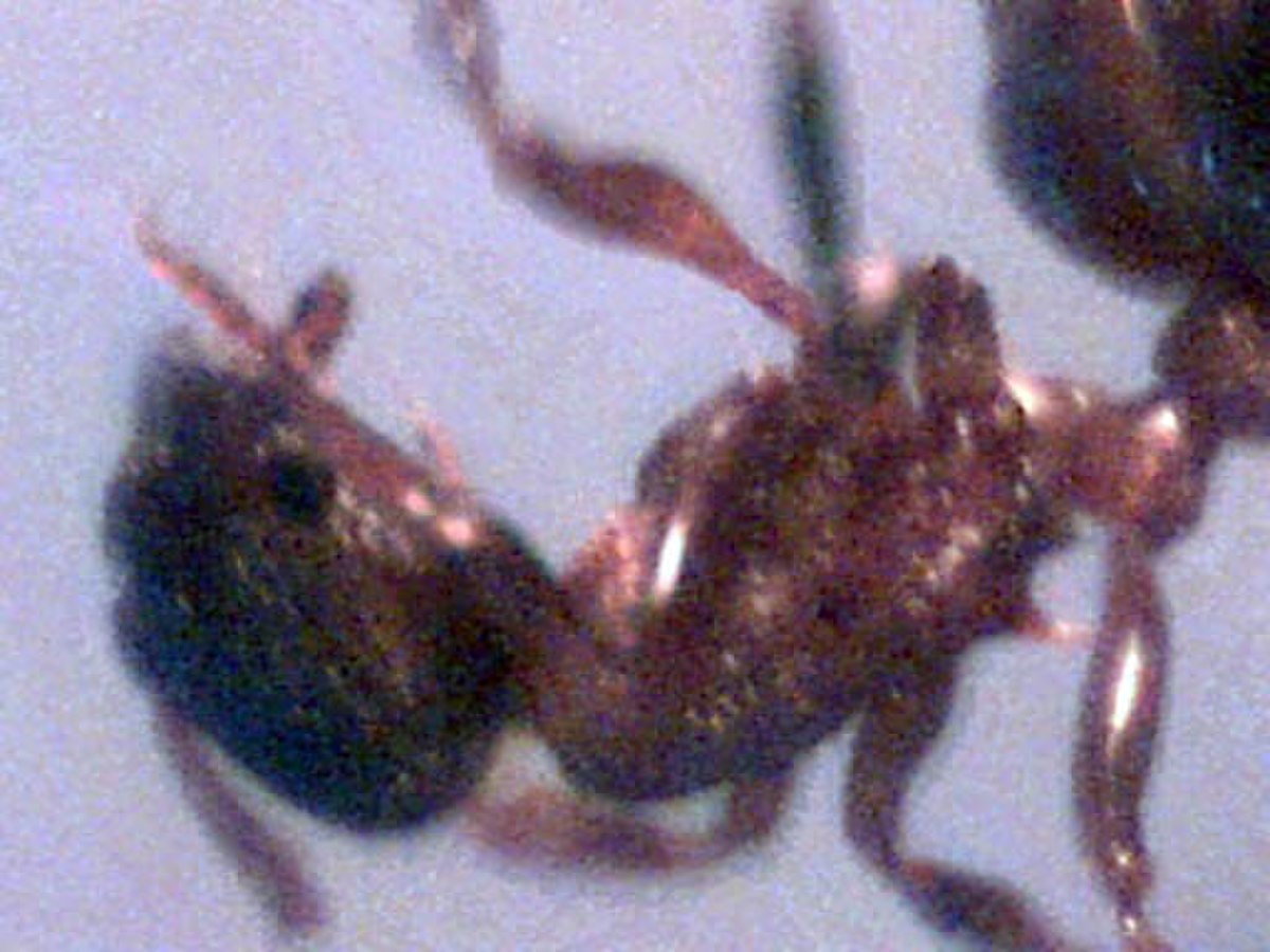 Tetramorium