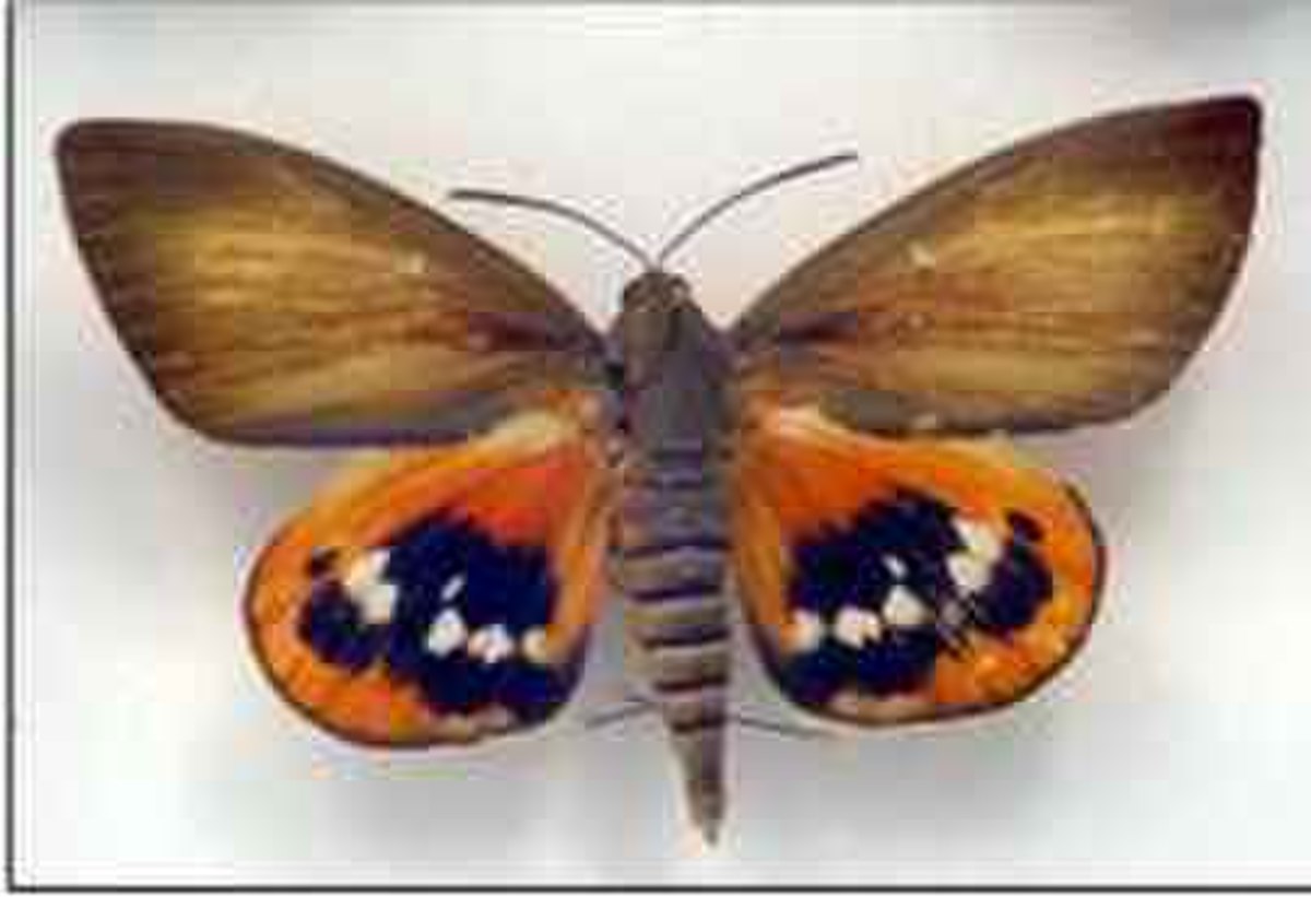 Paysandisia archon